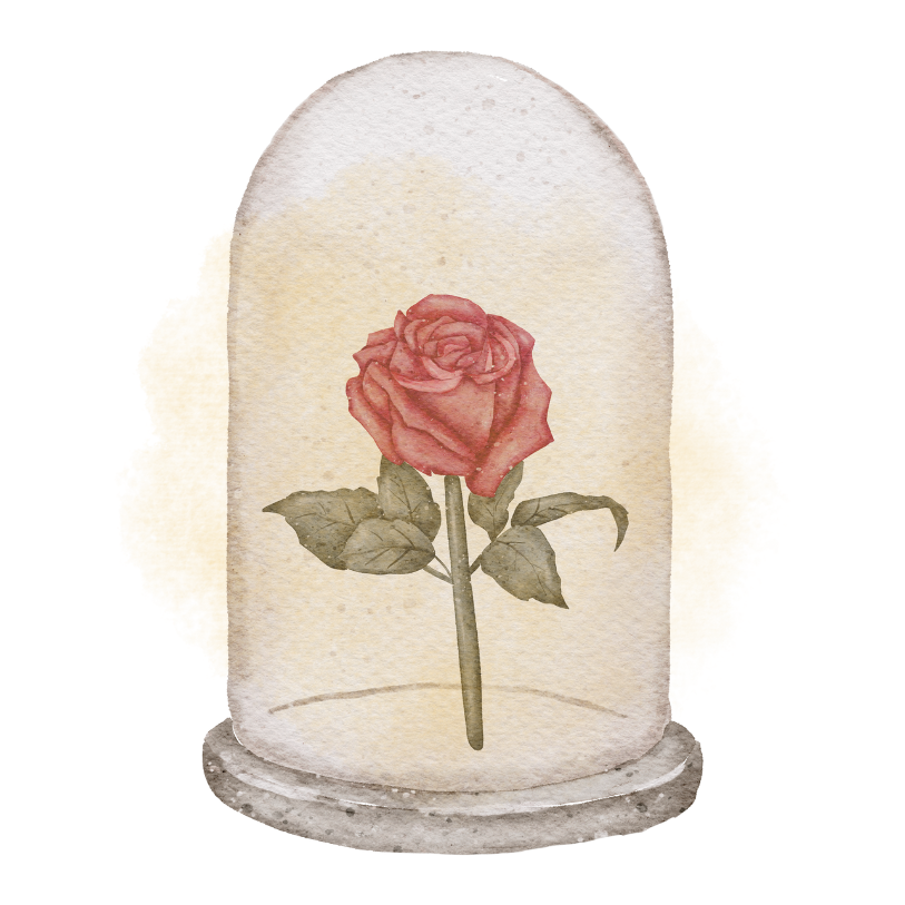 A gentle rose under glass