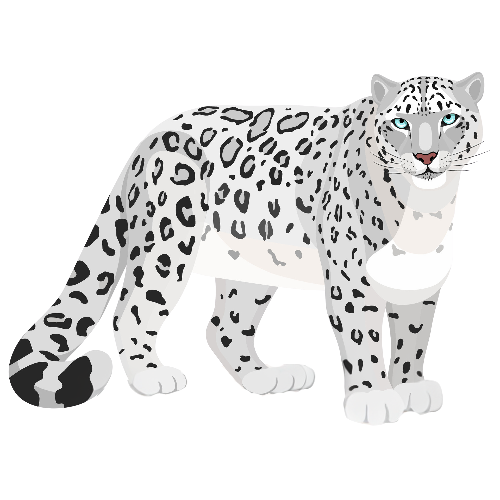Panthera Uncia