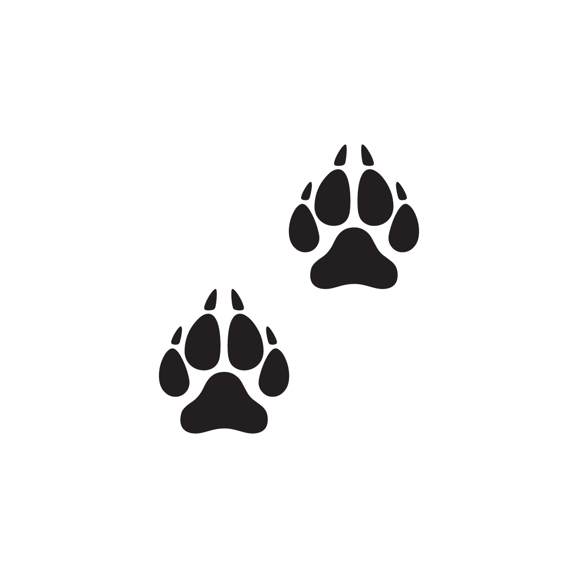 panthera-uncia paws